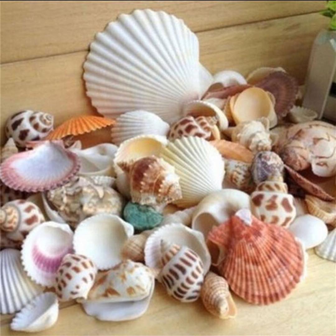 Decorative Shells - Ex And Next